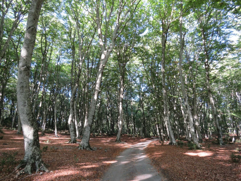 PARCO REGIONALE DI BRACCIANO E MARTIGNANO.